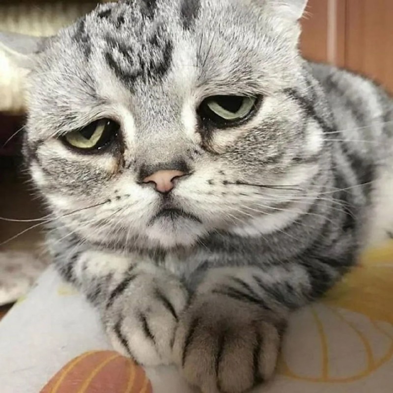 Create meme: a very sad kitty, the saddest cat , sad cat 