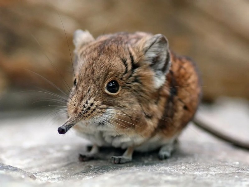 Create meme: jumper elephant shrew, short - eared jumper, The jumping shrew