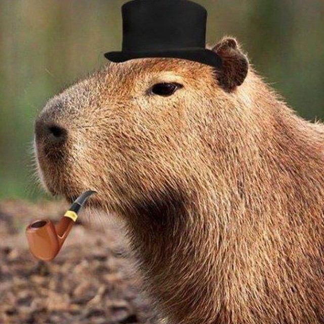 Create meme: the capybara man, a pet capybara, sleepy capybara