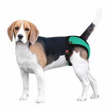 Create meme: breed Beagle, dog breed Beagle, Beagle dog