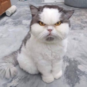 Create meme: angry fat cat, cat, cute cat