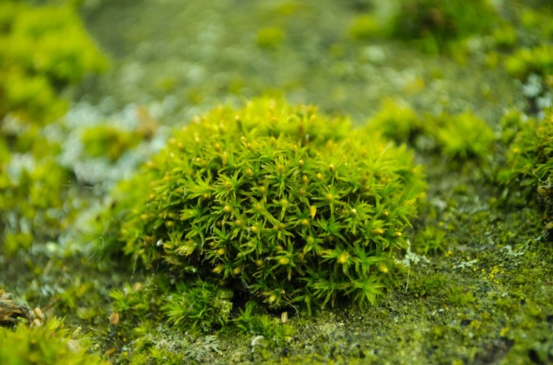 Create meme: sphagnum moss, mosses are mossy, cypress hypnum