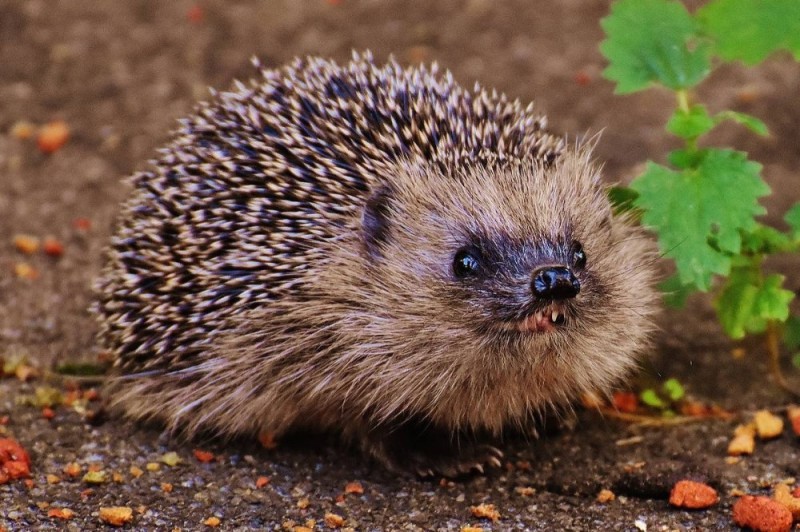 Create meme: the hedgehog is an ordinary red book, hedgehog hedgehogs, It's a hedgehog