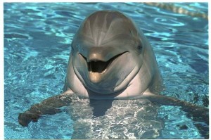 Create meme: dolphins are smarter than humans, animals dolphins, Dolphin