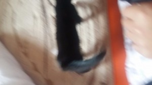 Create meme: my cat, seals, Blurred image