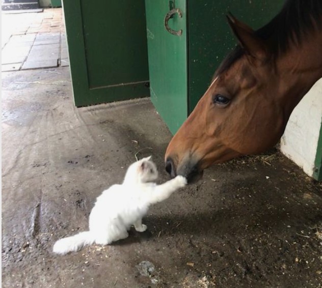 Create meme: The cat and the horse, funny horse, A kind horse