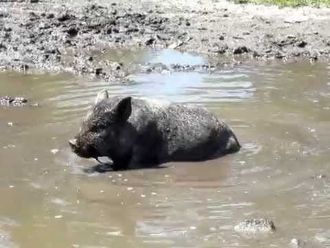 Create meme: dirt , pig in a puddle, pig in the mud