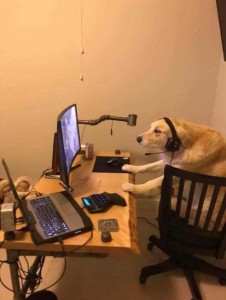 Create meme: dog, the dog at the computer