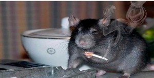 Create meme: rat rat, rats, rat with cigarette meme