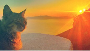 Create meme: the silhouette of a cat at sunset, silhouette cat sunset, cat at sunset