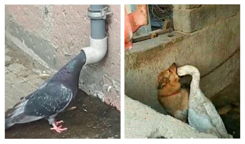 Create meme: dove , funny pigeon, a picture from God