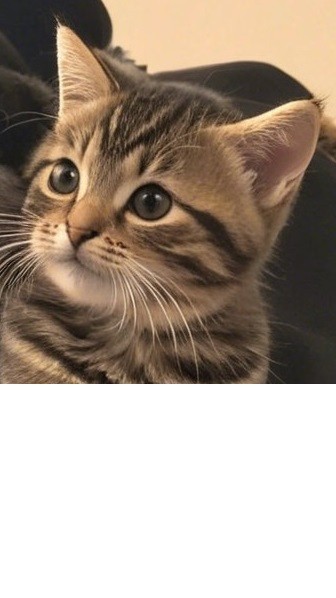 Create meme: the European Shorthair, kittens are striped, cat 