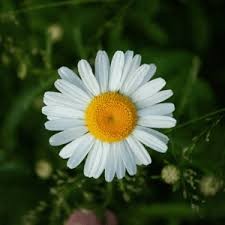 Create meme: chamomile flowers, Daisy leucanthemum, daisies