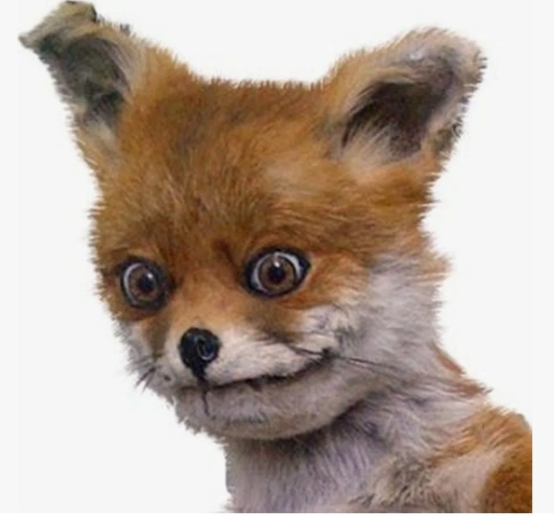 Create meme: uporotyh Fox, stoned Fox , a stuffed Fox meme