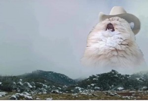 Create meme: the cat shouts in the mountains of meme, screaming cat, the cat shouts in the mountains
