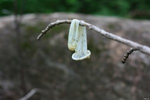 Create meme: nature, a used condom, plants