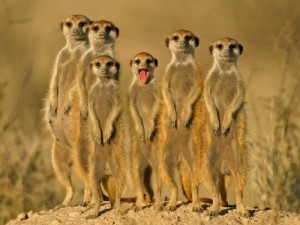 Create meme: Meerkats