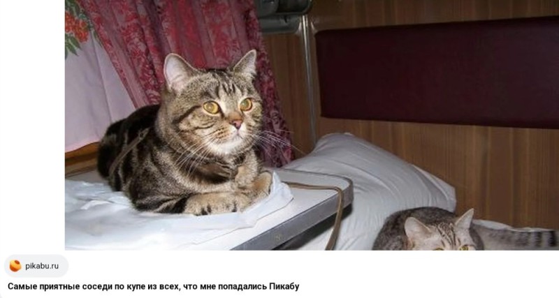 Create meme: cat on the train, the cat in the reserved seat, the cat on the train