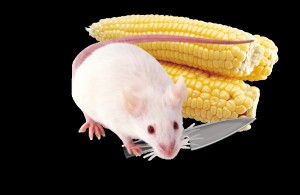 Create meme: mouse cheese, mouse rat