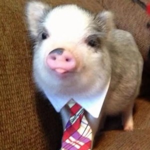 Create meme: piglets mini piggies, mini pig