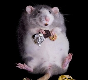Создать мем: мышь мышь, крыса толстая, крыса дамбо