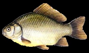 Создать мем: классы рыб, риба, cyprinus carpio