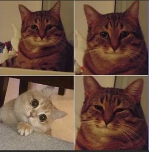 Создать мем: коты мемы без надписей, мем кошка, мемы с котами