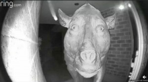 Создать мем: страшный кабан, тупорылая свинья, страшная корова в глазке