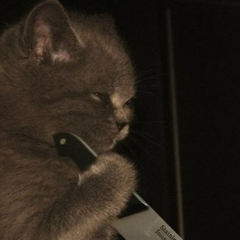 Create meme: the cat with a knife, kote with a knife, cat killer 