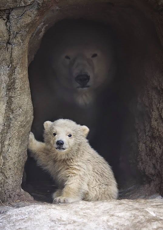 Create meme: polar bear , polar bear in the Moscow zoo, the polar bear