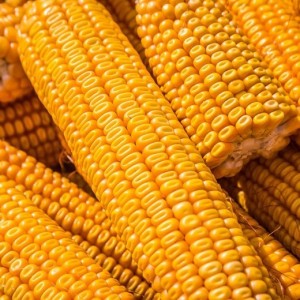 Create meme: sweet corn, yellow corn