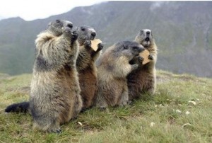 Create meme: marmot, animal Groundhog, marmot bobac