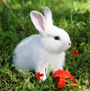 Создать мем: белые зайцы, белый зайчик, кролик альба