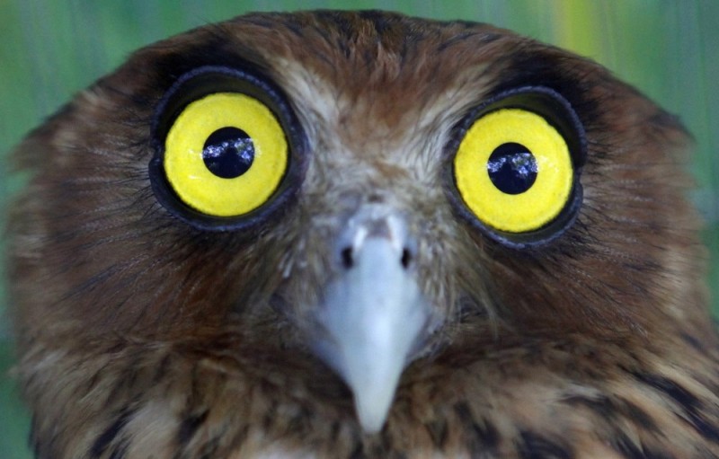 Create meme: owl with bulging eyes, owl eyes, the owl is in shock