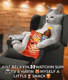 Create meme: funny animals, funny cats, cat and chips