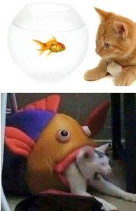 Create meme: red cat and fish, cat and fish, the cat eats the fish