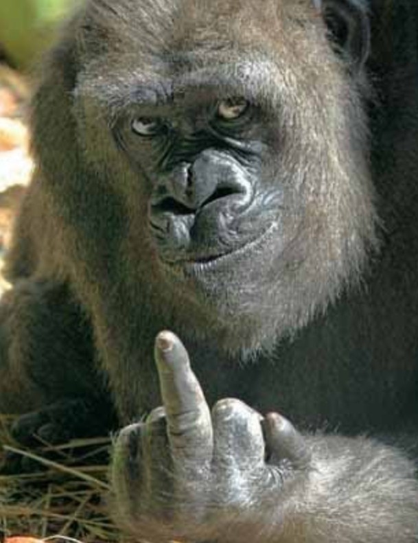 Create meme: angry gorilla, monkey shows his middle finger, monkey with a torch