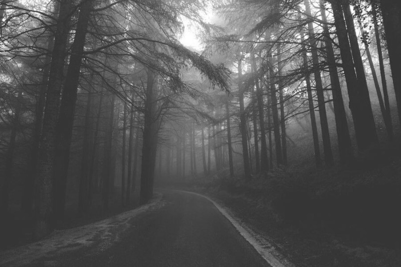 Create meme: forest misty, Gloomy forests, the forest dark