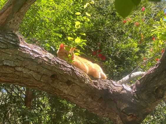 Create meme: a red cat in a tree, squirrel on a branch, a cat in a tree