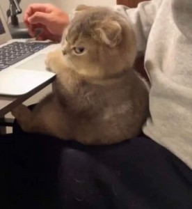 Create meme: cat, seals, cat
