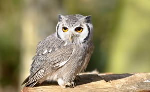 Create meme: grey owl, owl