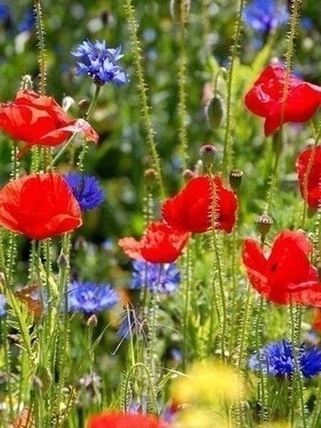 Create meme: wildflowers , the flowers of the meadow, wildflowers are beautiful