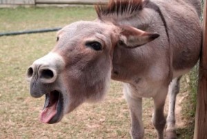 Create meme: donkey laughs, donkey