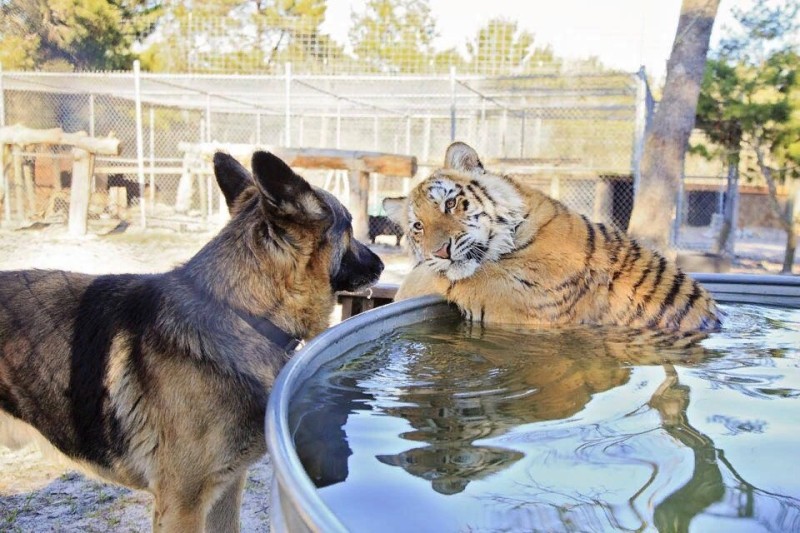 Create meme: paphos zoo, dog and tiger, the tiger is alive