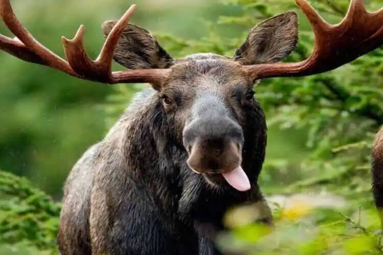 Create meme: moose , european moose, moose horns