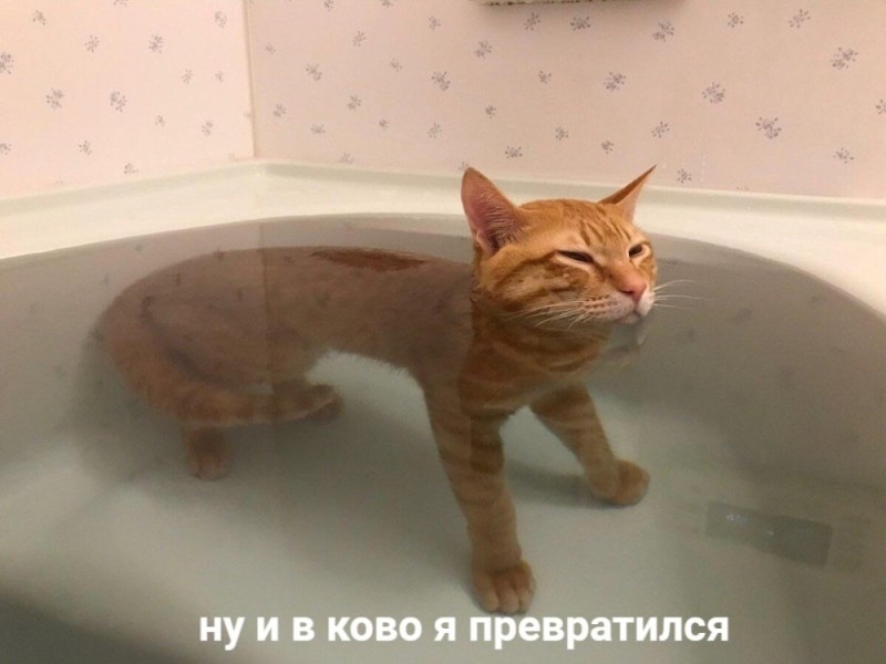 Создать мем: котик, кошка, кот в ванной