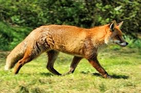 Создать мем: vulpes vulpes, лиса европейская, лисица красная