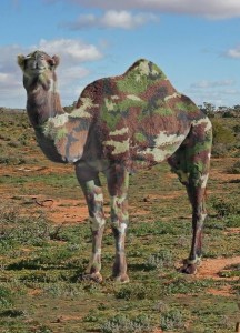 Create meme: camel, one-humped camel