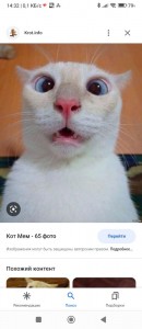 Create meme: cat funny