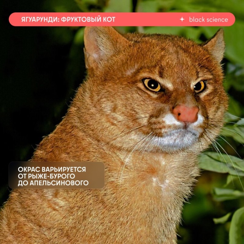 Create meme: jaguarundi cat, the reed cat, Kalimantan cat